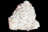 Ruby Red Vanadinite Crystals on Barite - Morocco #100713-1